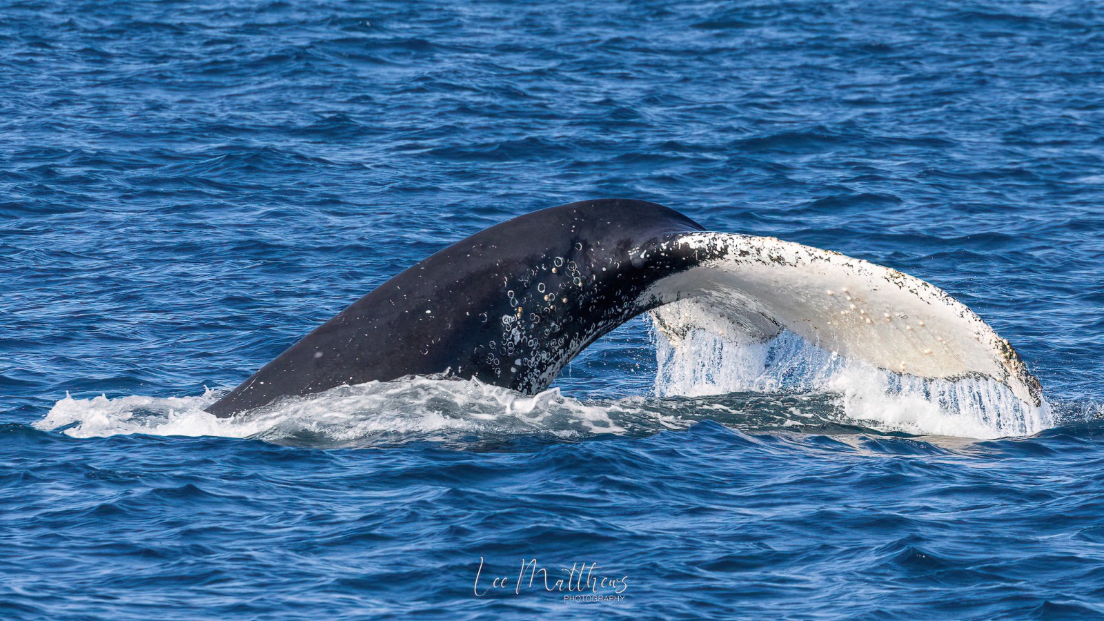 a whale swimming under water