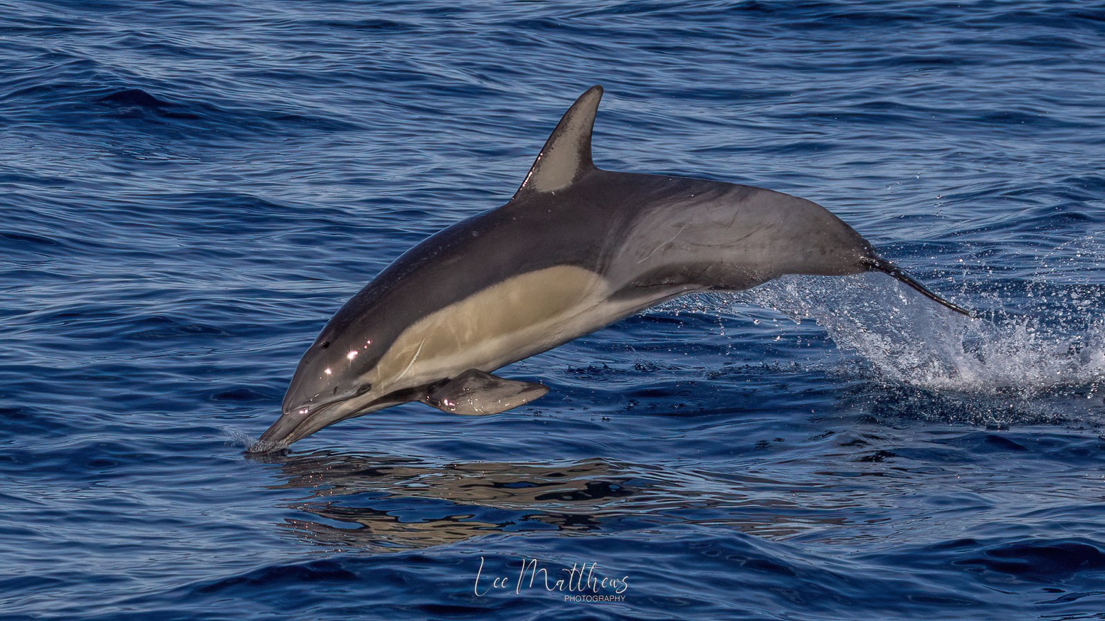 Whale Watching Moonshadow TQC Cruises Port Stephens