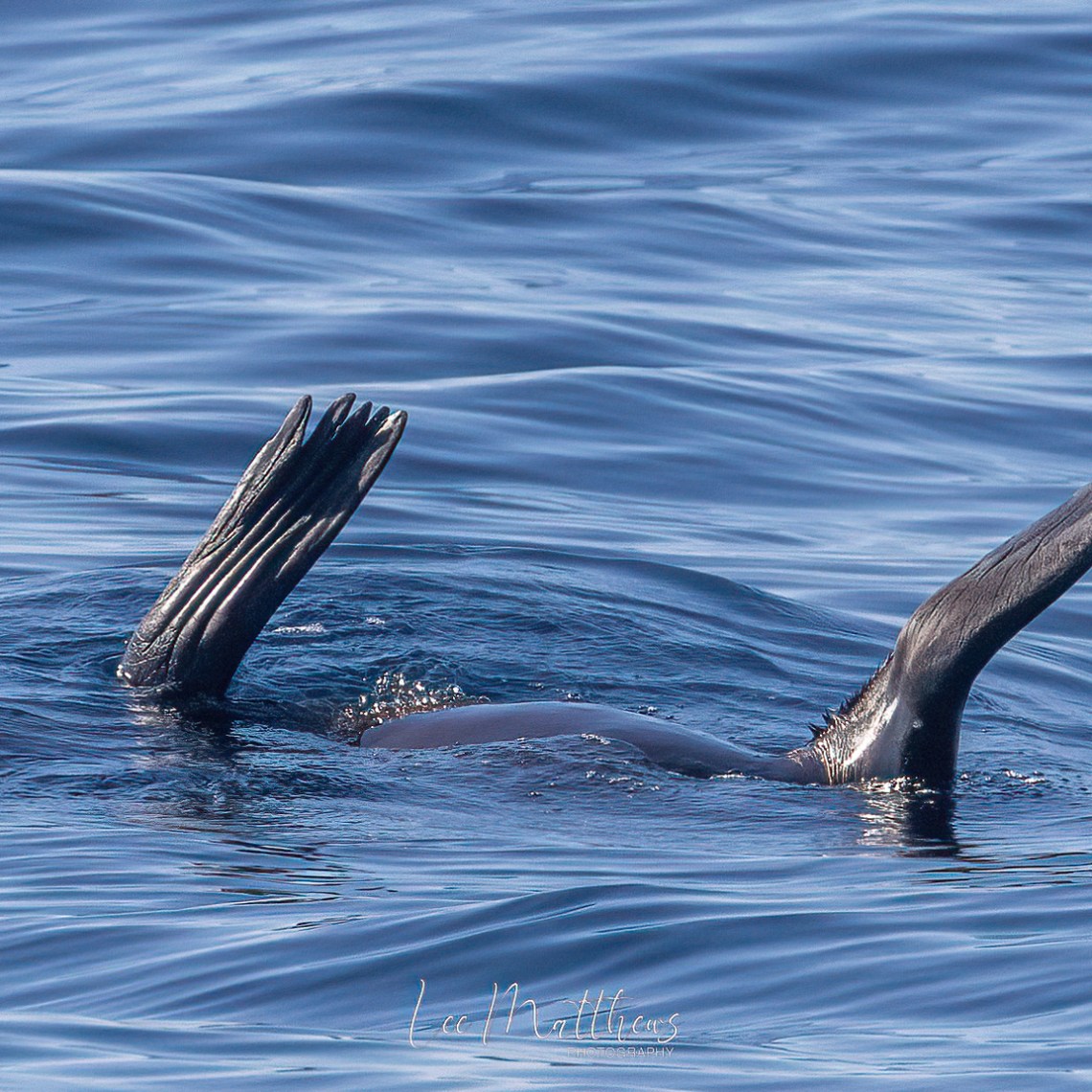 a bird swimming in water