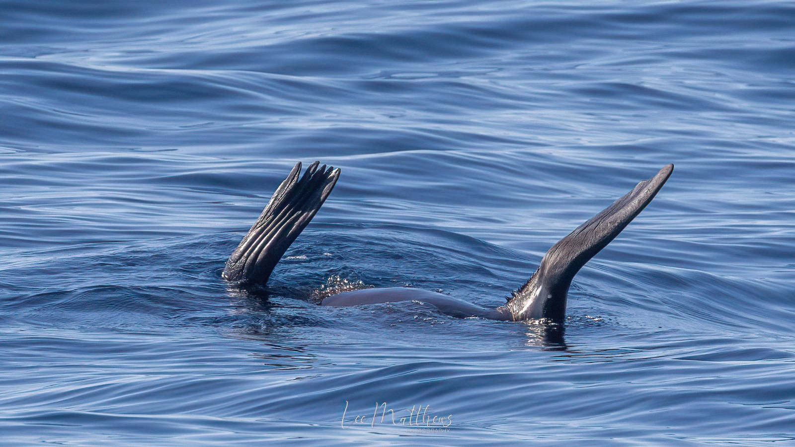 a bird swimming in water