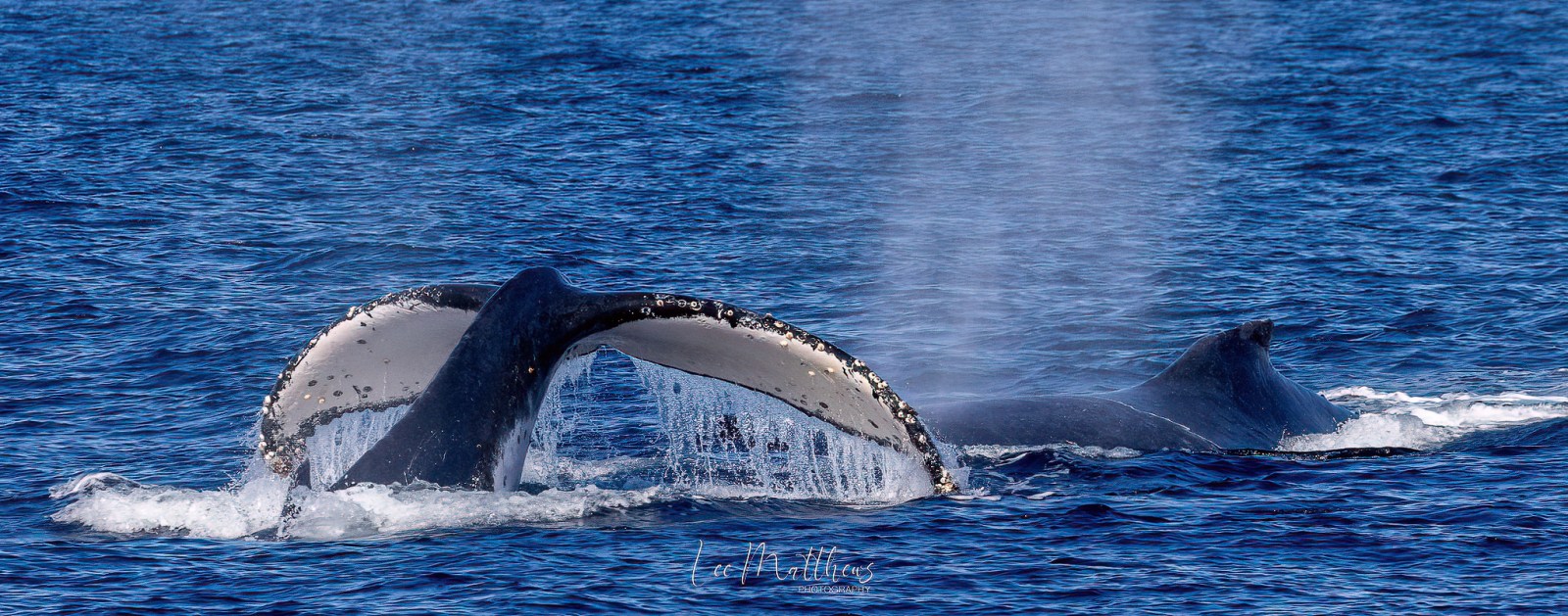 a whale jumping out of the water