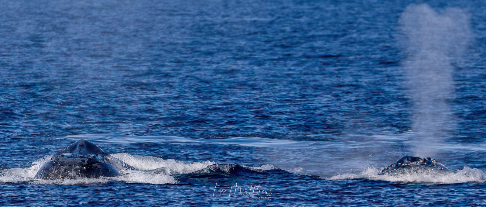 a whale jumping out of the water