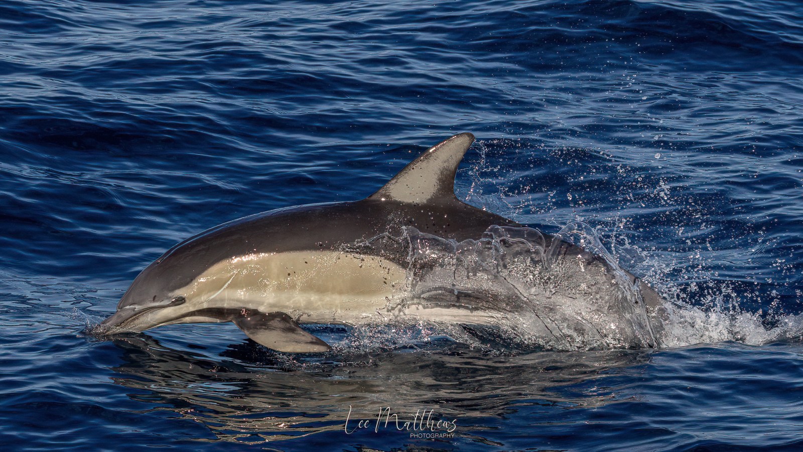 an animal swimming in the water