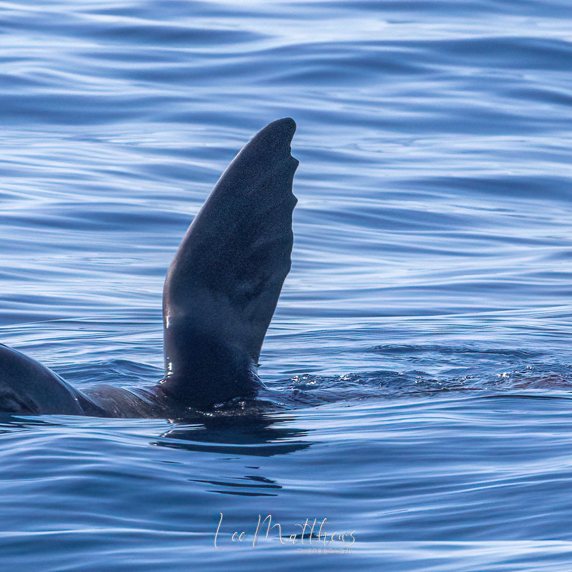 Whale Watching Moonshadow TQC Cruises Port Stephens