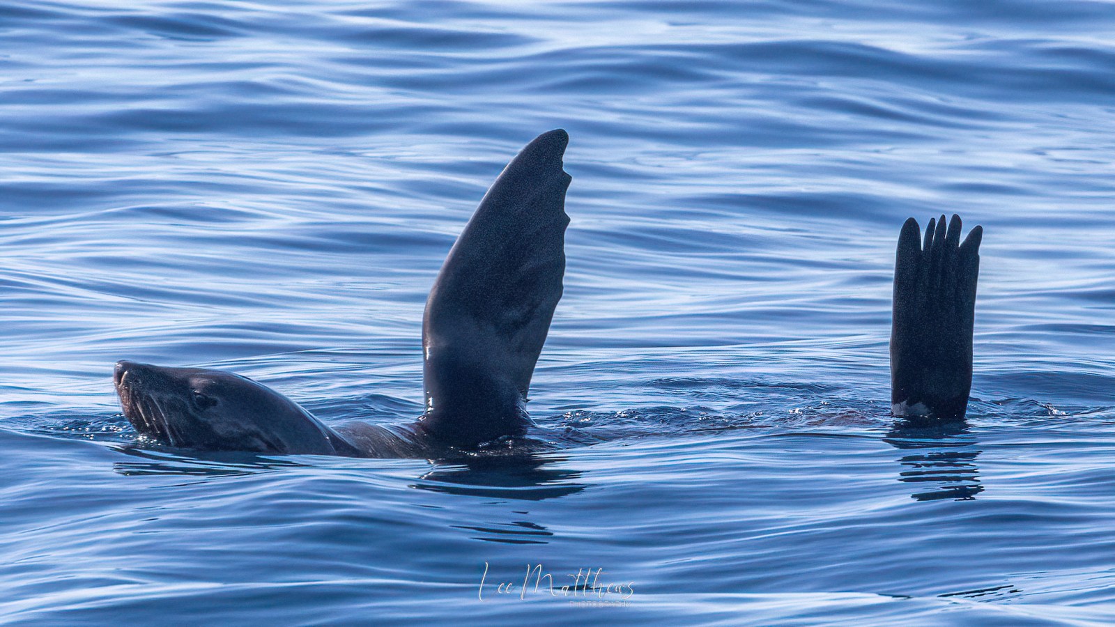 Whale Watching Moonshadow TQC Cruises Port Stephens