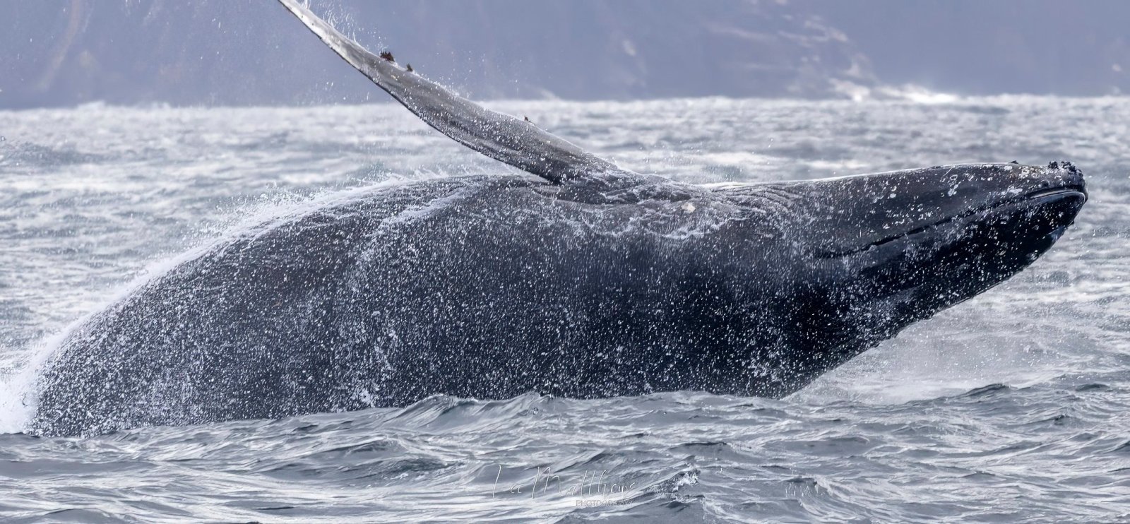 Whale Watching Moonshadow TQC Cruises Port Stephens