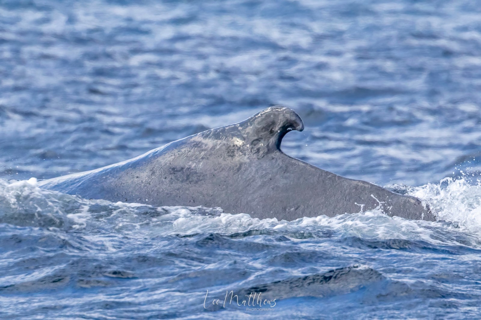 a bird flying over a body of water