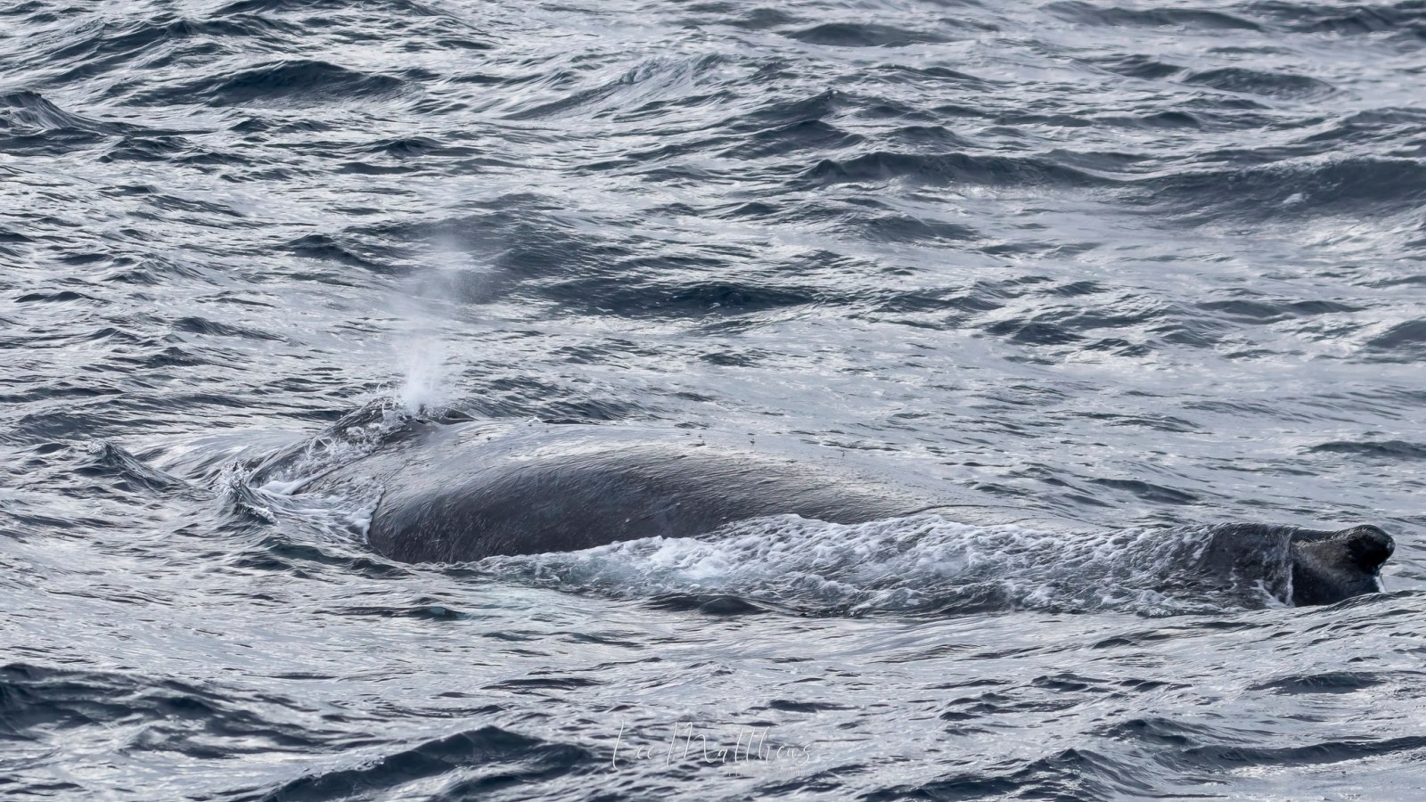 a whale jumping out of the water