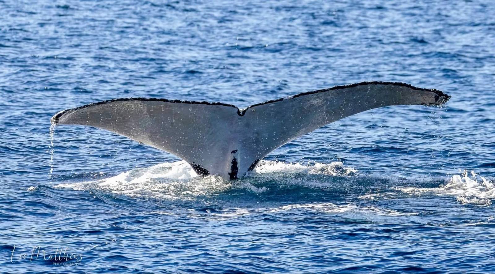 a whale jumping out of the water