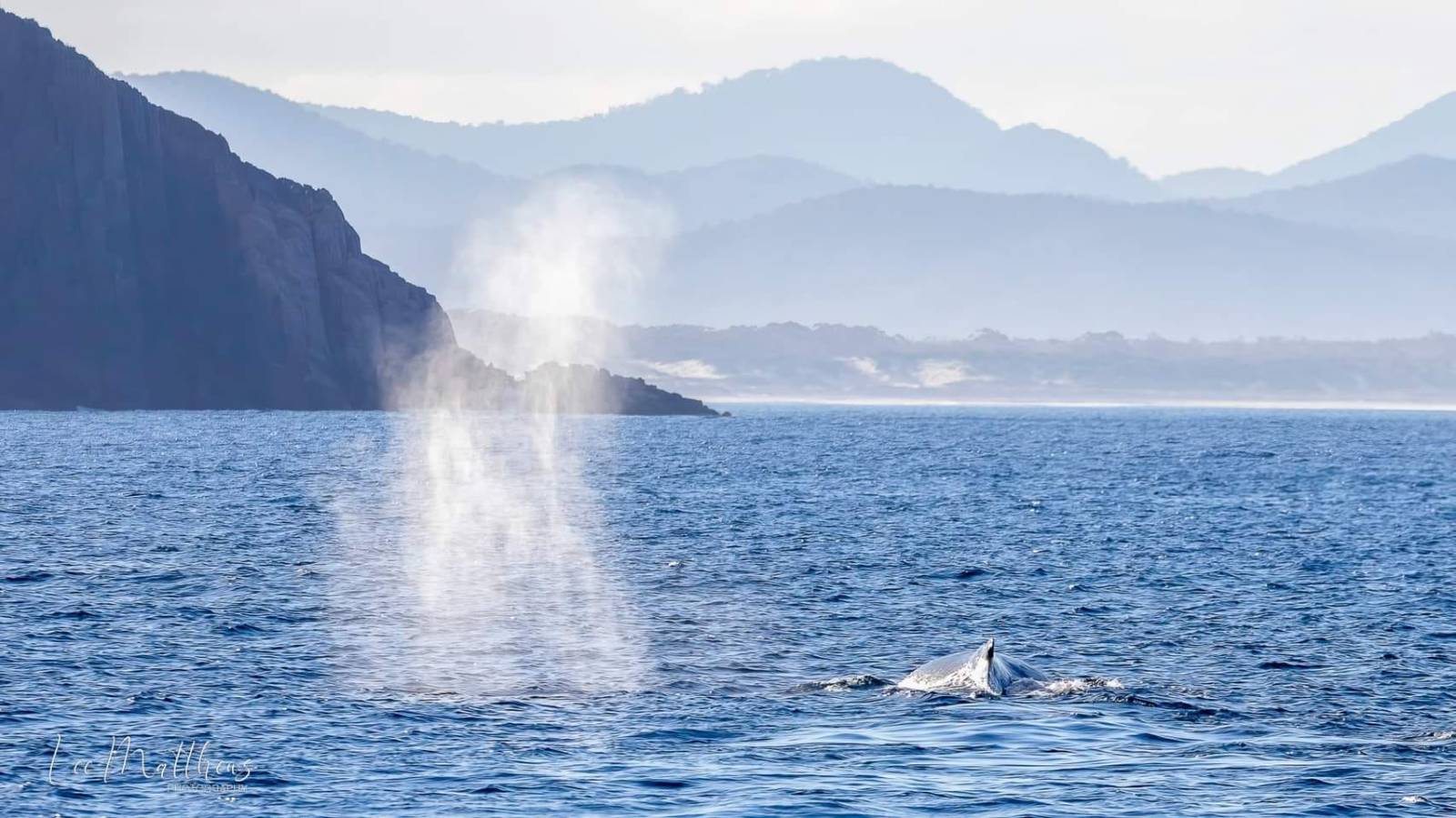 Port Stephens Moonshadow TQC Cruises Whale Watching