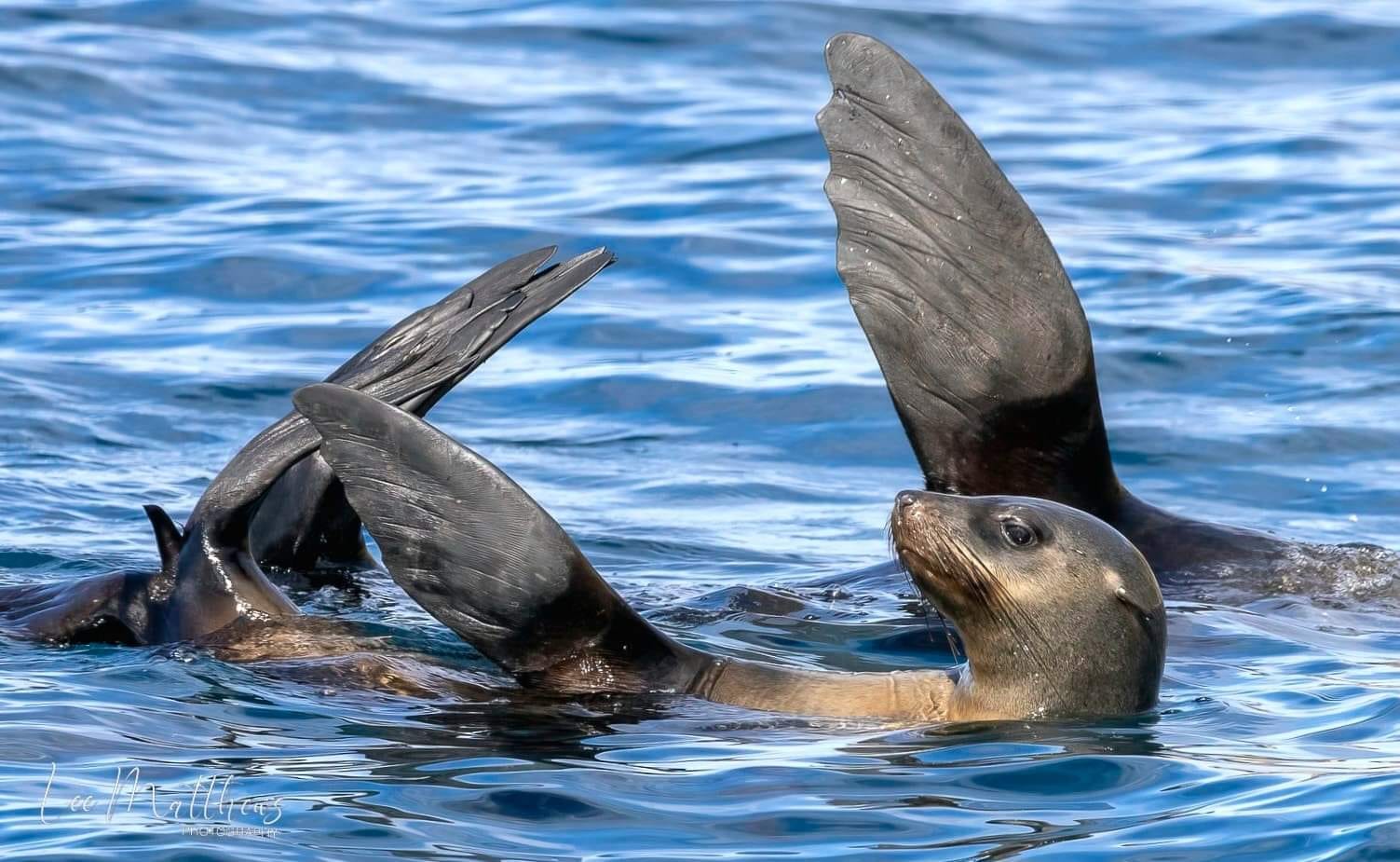 Whale Watching Moonshadow TQC Cruises Port Stephens