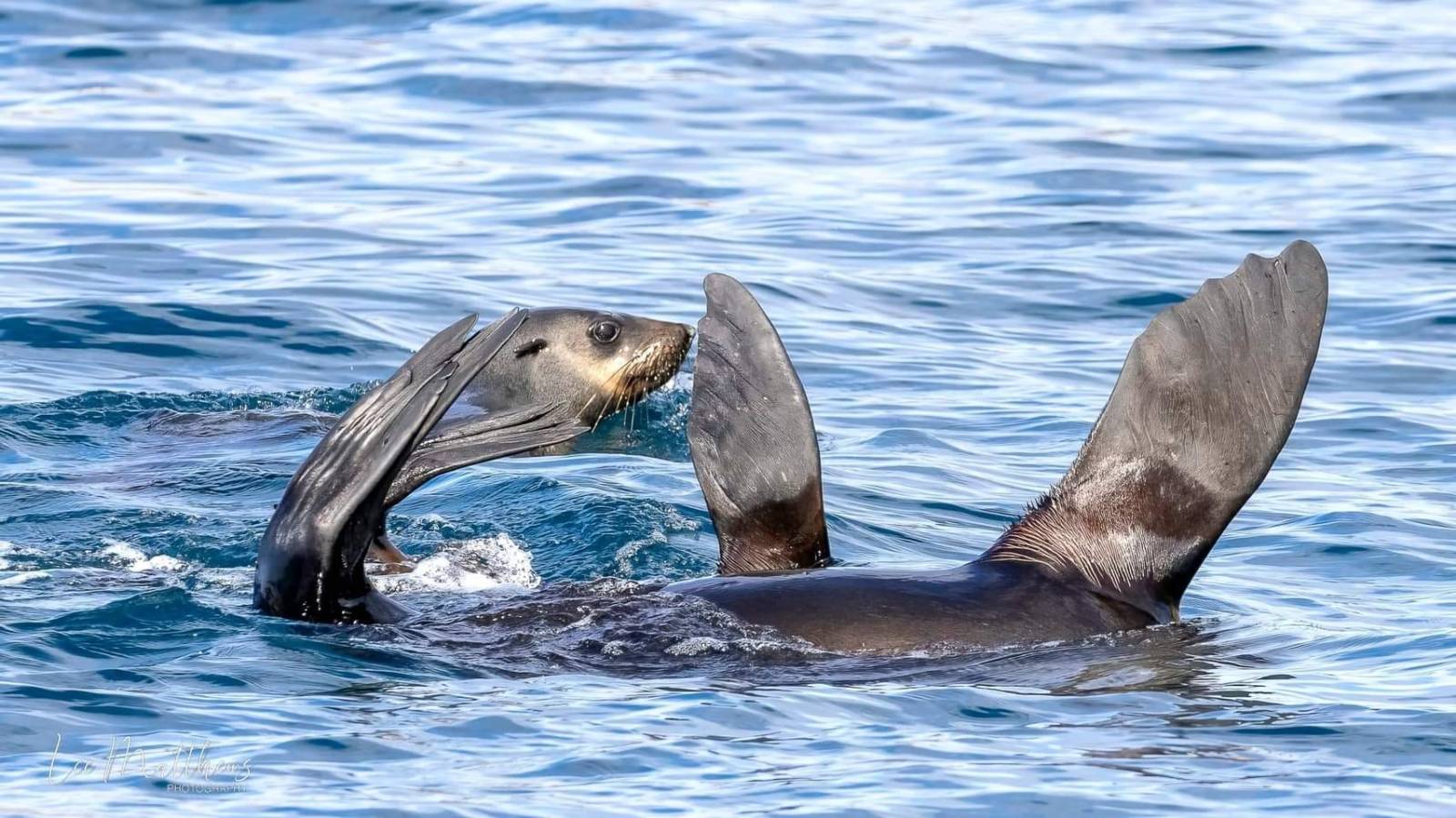 a dog swimming in a body of water