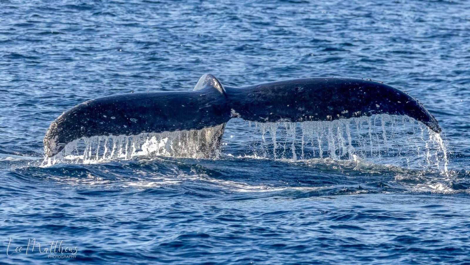 a whale jumping out of the water