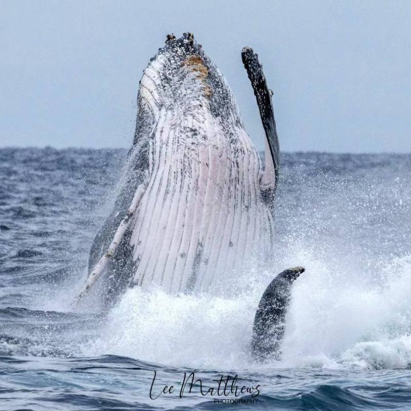 a whale jumping out of the water