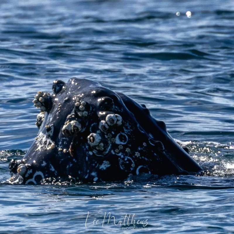 a dog swimming in a body of water