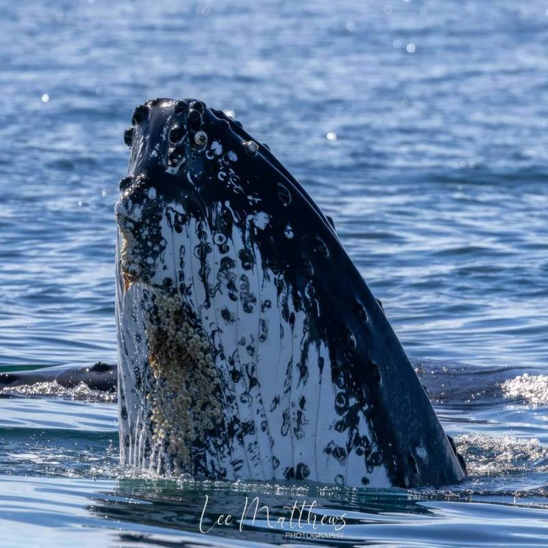 a whale jumping out of the water