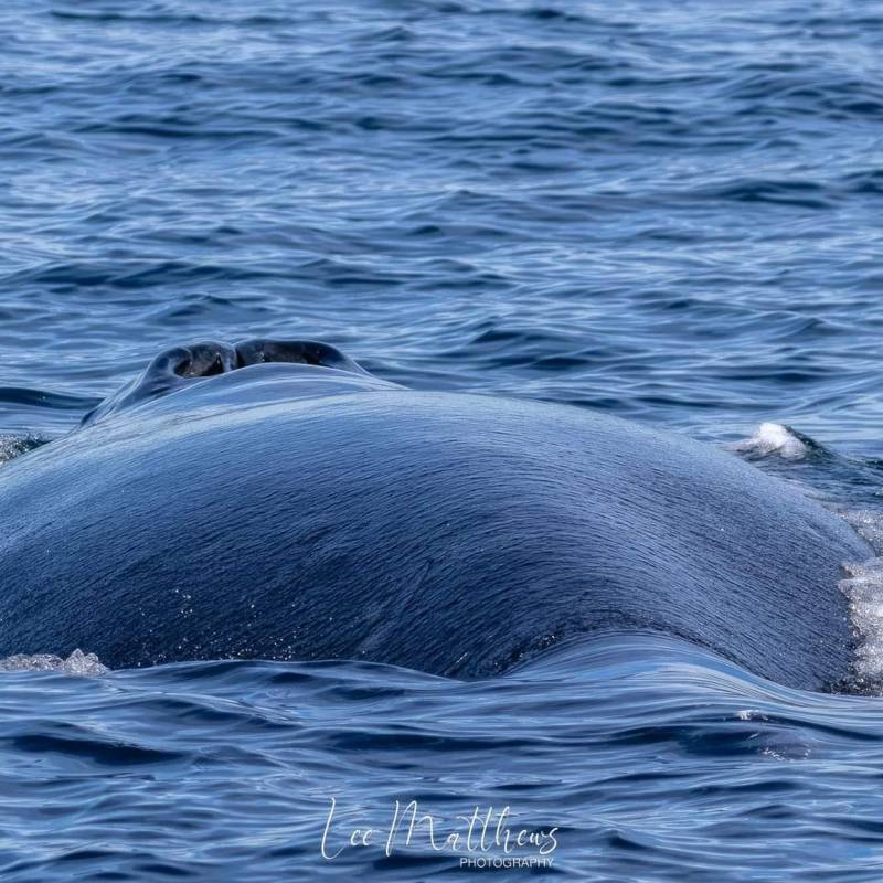 a whale swimming under water