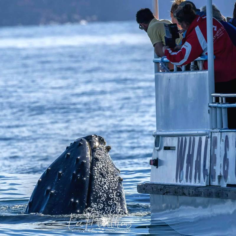 a man riding a snow board on a body of water