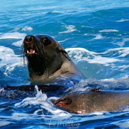 MOONSHADOW TQC CRUISES WHALE WATCHING PORT STEPHENS