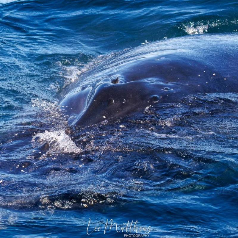 a whale swimming under water