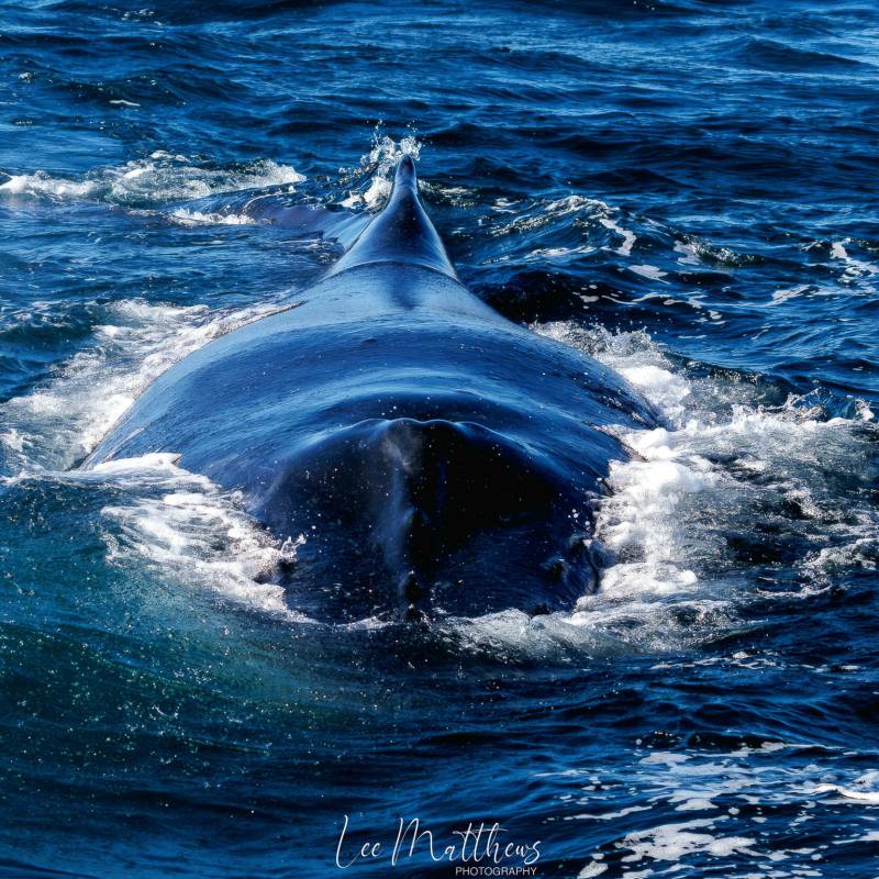 a whale jumping out of the water