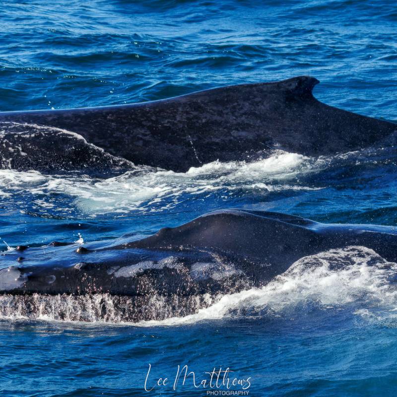 a whale swimming under water