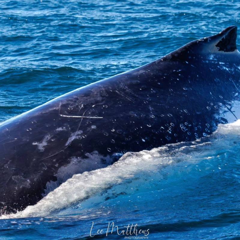 a whale swimming under water