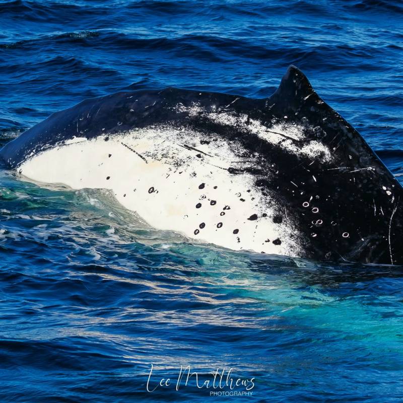 a whale swimming under water