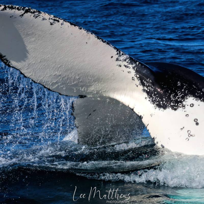a whale jumping out of the water