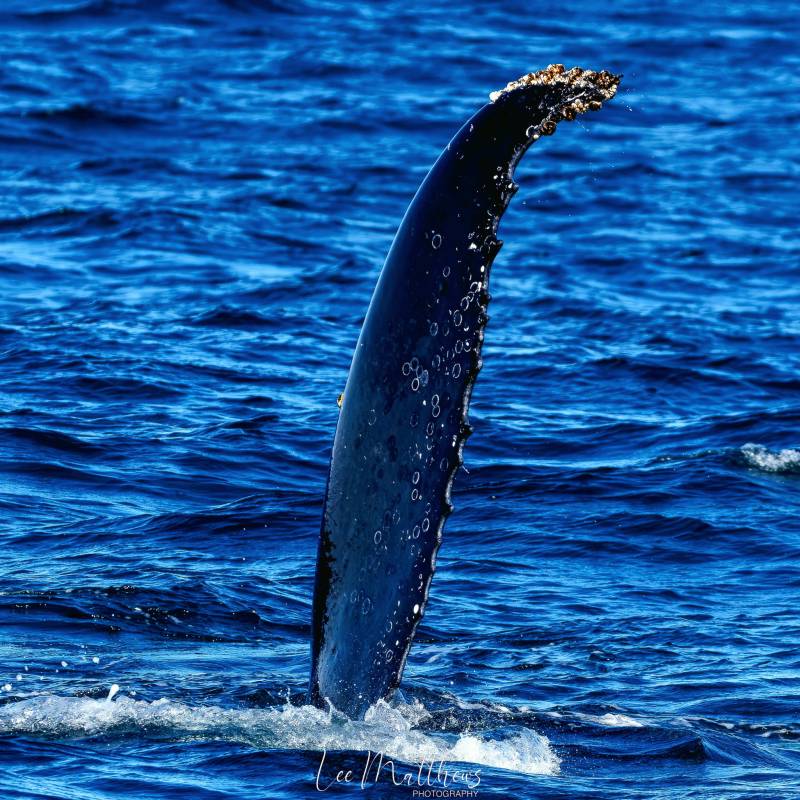 an animal swimming in the water