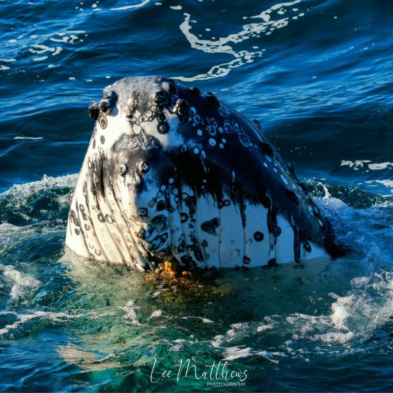 a person riding a wave on a surfboard in the water