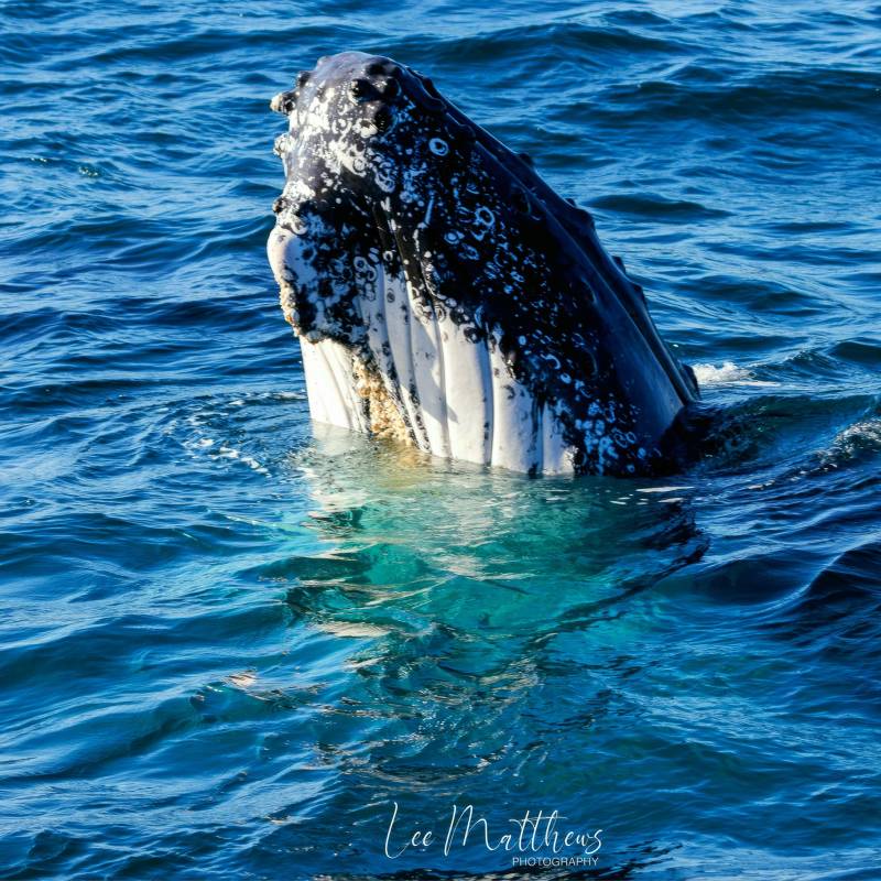 a polar bear swimming in a body of water