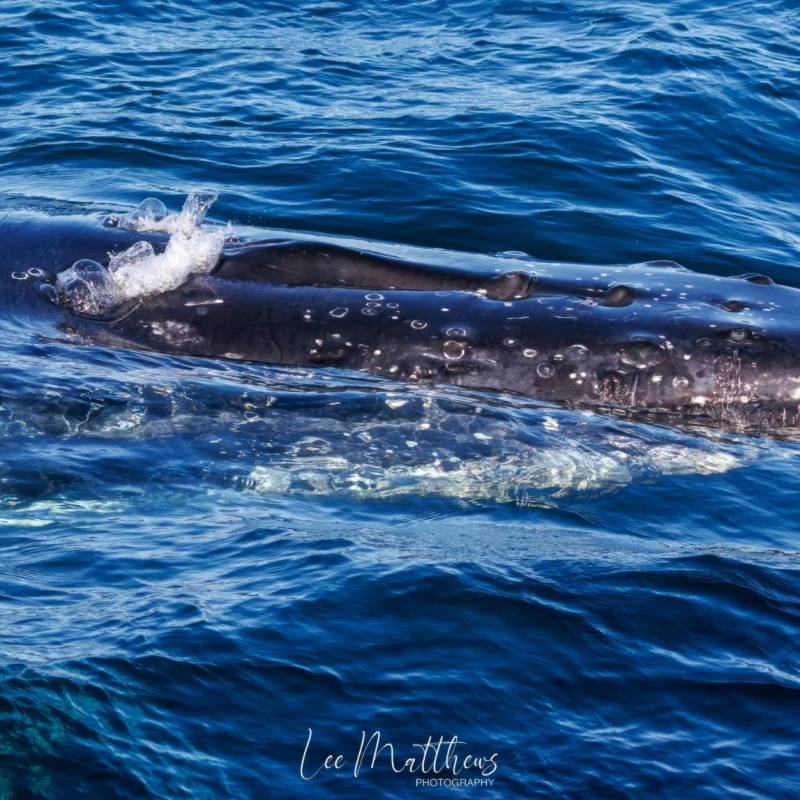 an animal swimming in the water