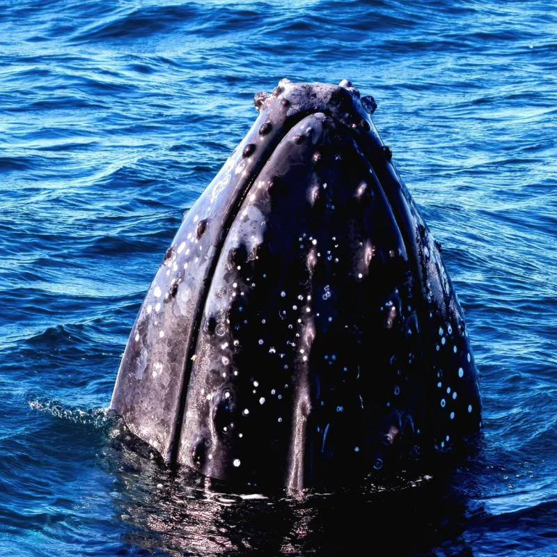a whale swimming under water