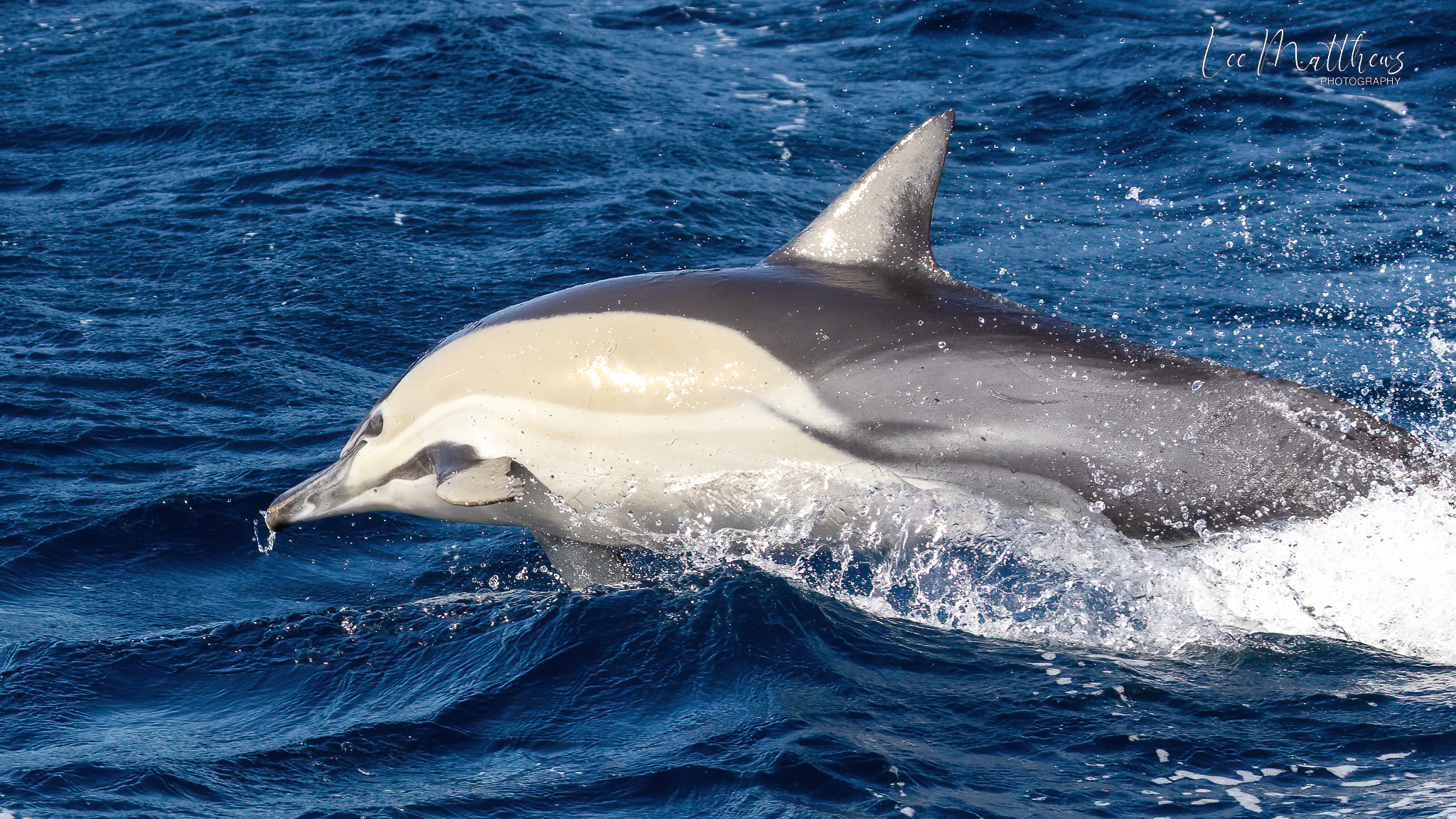 Whale Watching Moonshadow TQC Cruises Port Stephens an animal swimming in the water