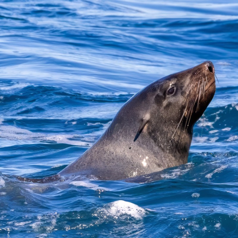 an animal swimming in the water