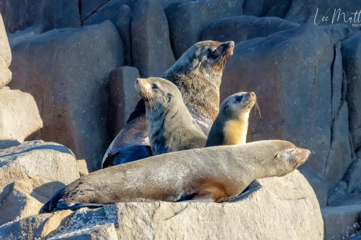 a seal on a rock