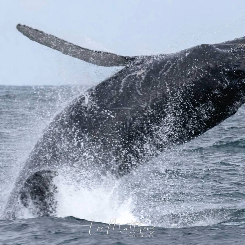a whale jumping out of the water