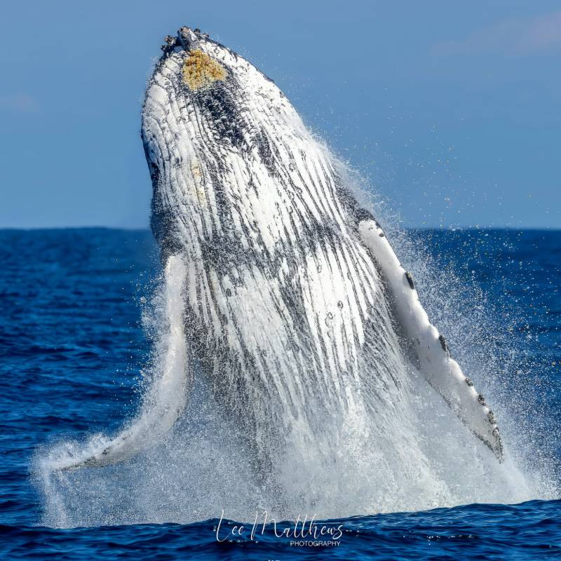 MOONSHADOW TQC CRUISES WHALE WATCHING PORT STEPHENS