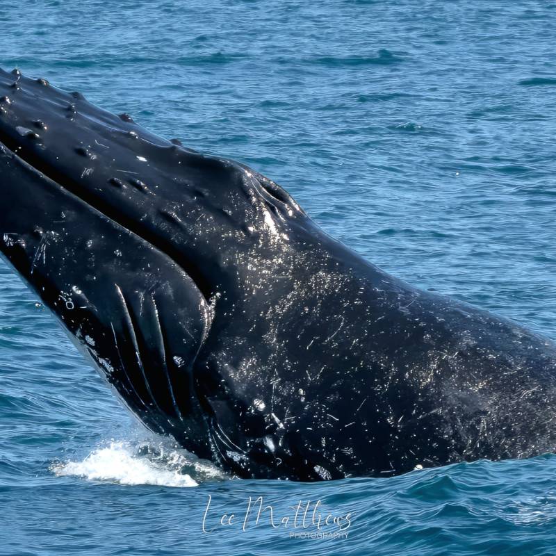 a whale jumping out of the water
