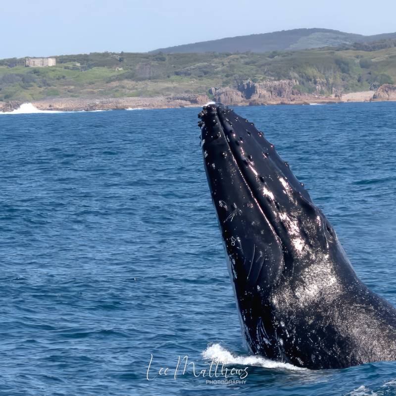a whale jumping out of a body of water