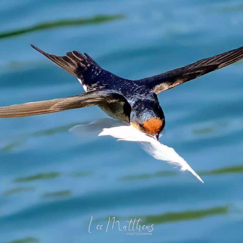a bird flying over a body of water