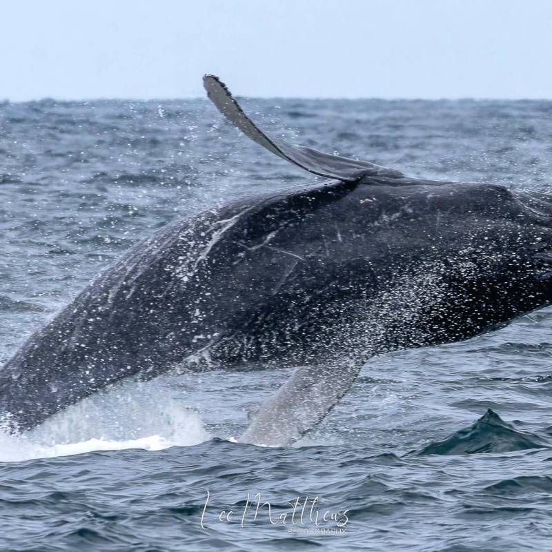 a whale jumping out of the water