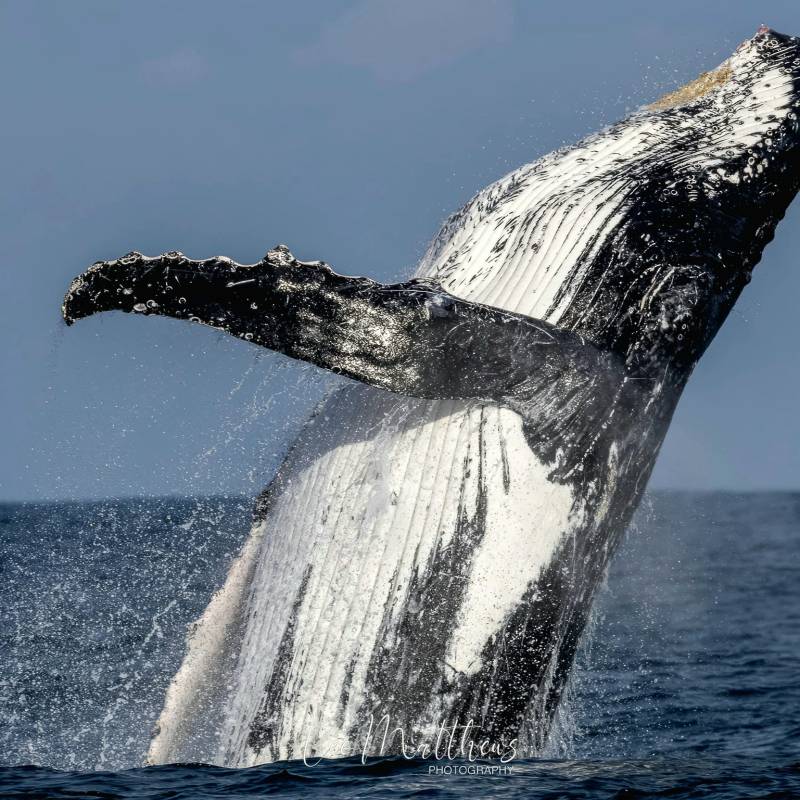 a whale jumping out of the water