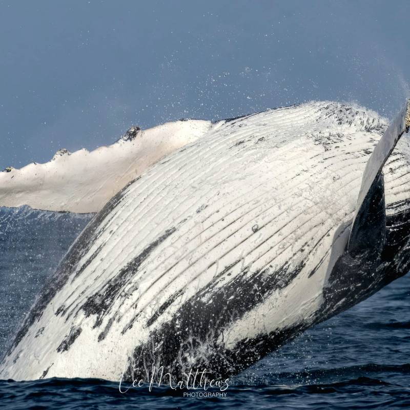 a whale jumping out of the water