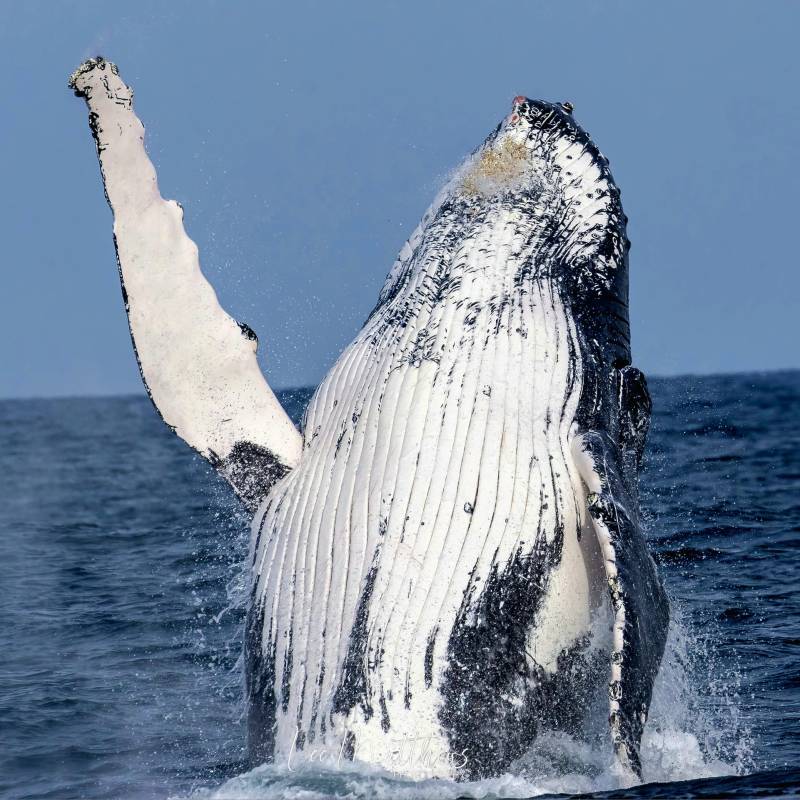 a penguin standing in the water