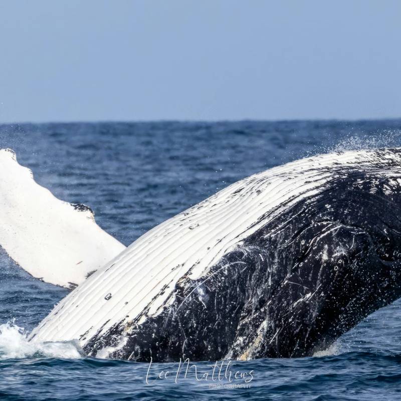 a whale jumping out of the water