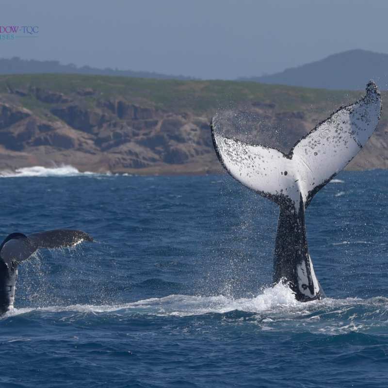 a body of water with a mountain in the background