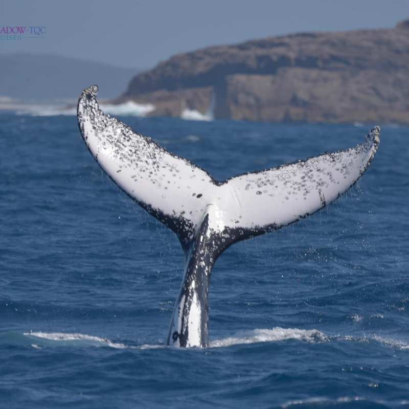 a whale jumping out of the water