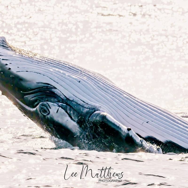 a beach covered in snow